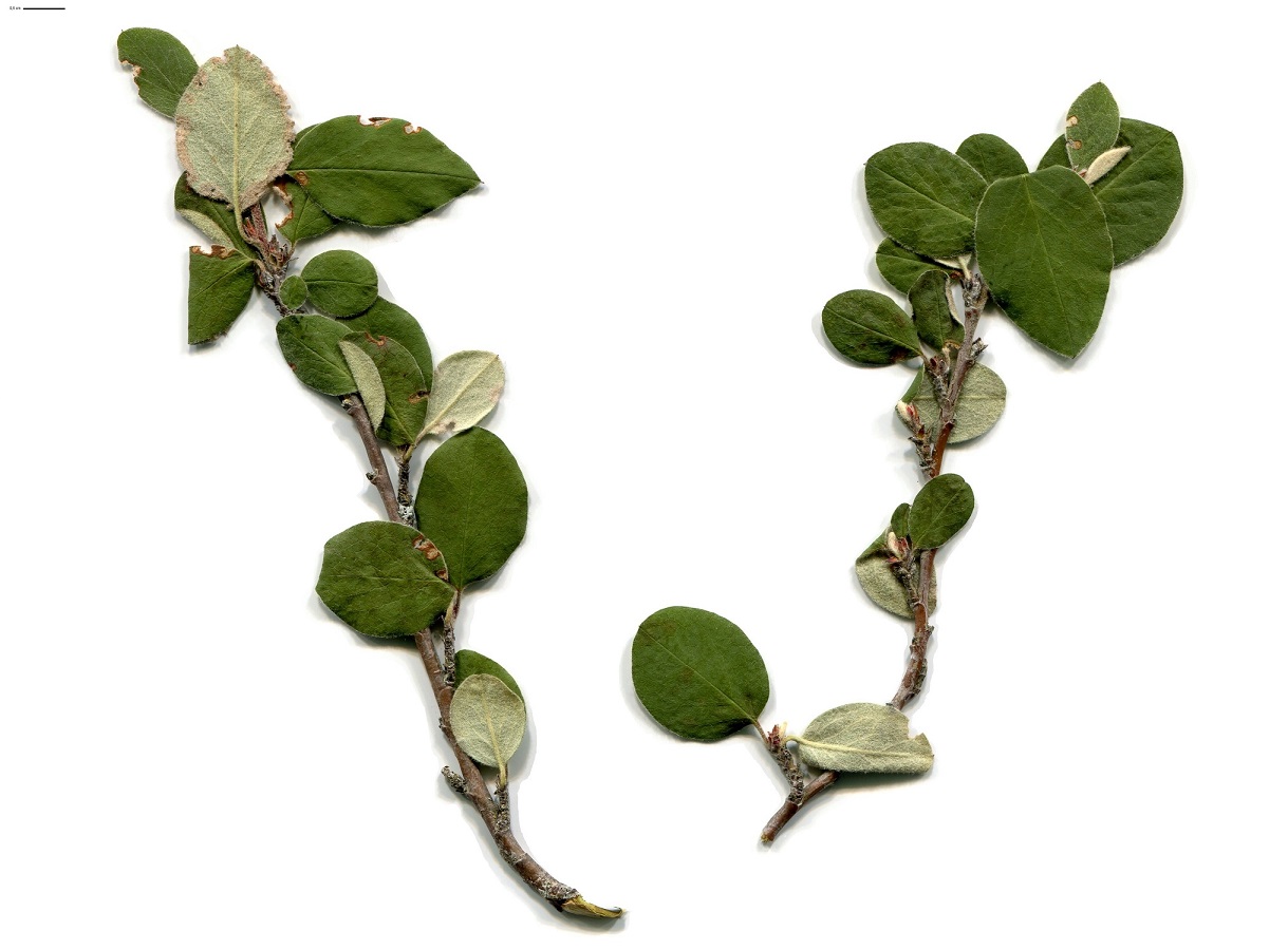 Cotoneaster integerrimus (Rosaceae)